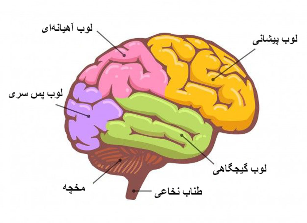 ساختار مغز