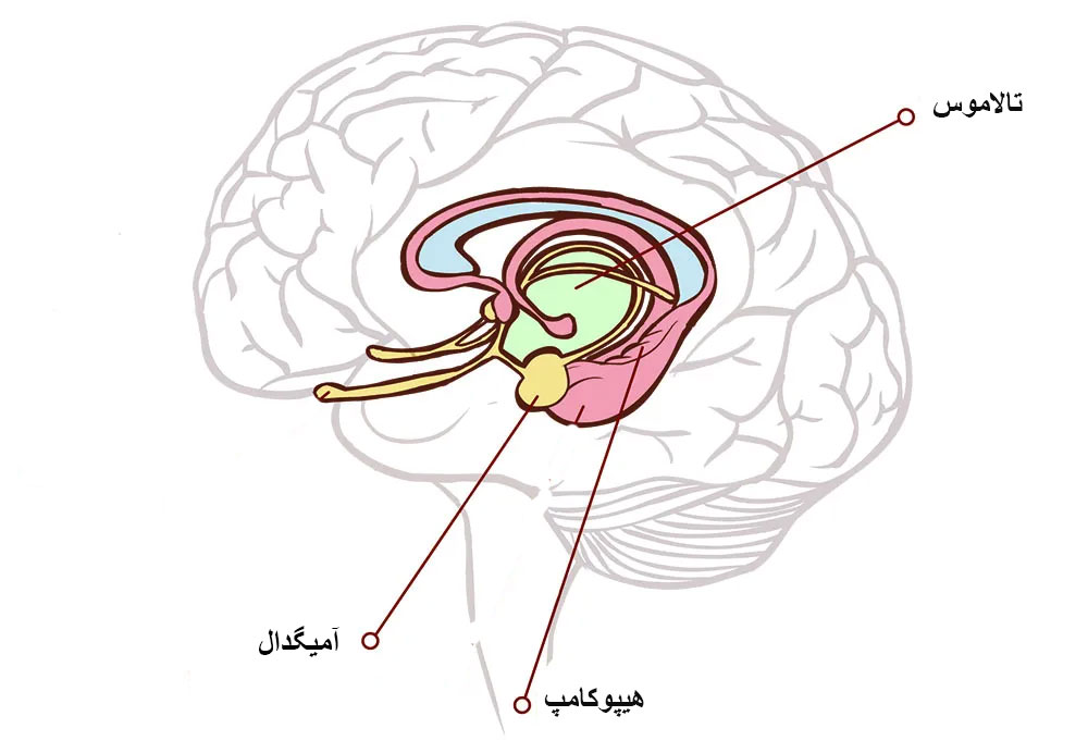 سیستم لیمبیک مغز